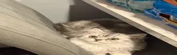 Persian cats for sale: Persian kittens  - Advert 10
