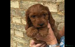 Cockapoo dogs for sale: COCKERPOOS HEALTH TESTED PARENTS - Image 10