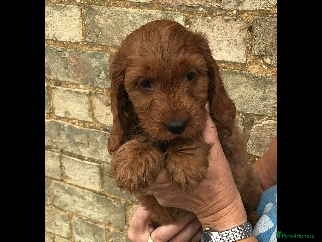 Cockapoo dogs for sale: COCKERPOOS HEALTH TESTED PARENTS - Image 10