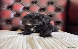 Maltipoo dogs for sale: Gorgeous tiny toy F1 Maltipoo puppies  - Image 16