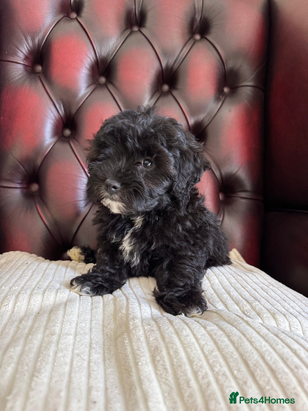 Maltipoo dogs for sale: Gorgeous tiny toy F1 Maltipoo puppies  - Image 16