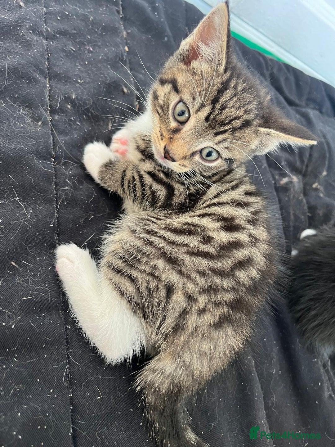Mixed Breed cats for sale: 3 lovely kittens from our beautiful Tabby - Image 1