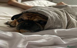 Pug dogs for stud: For Stud - Apricot Fawn Pug Benson. - Image 8