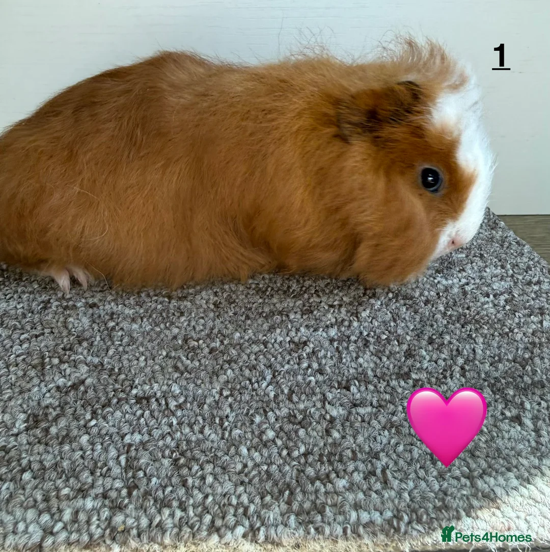 Guinea Pig rodents for sale: Swiss Boars & Sows - Advert 2