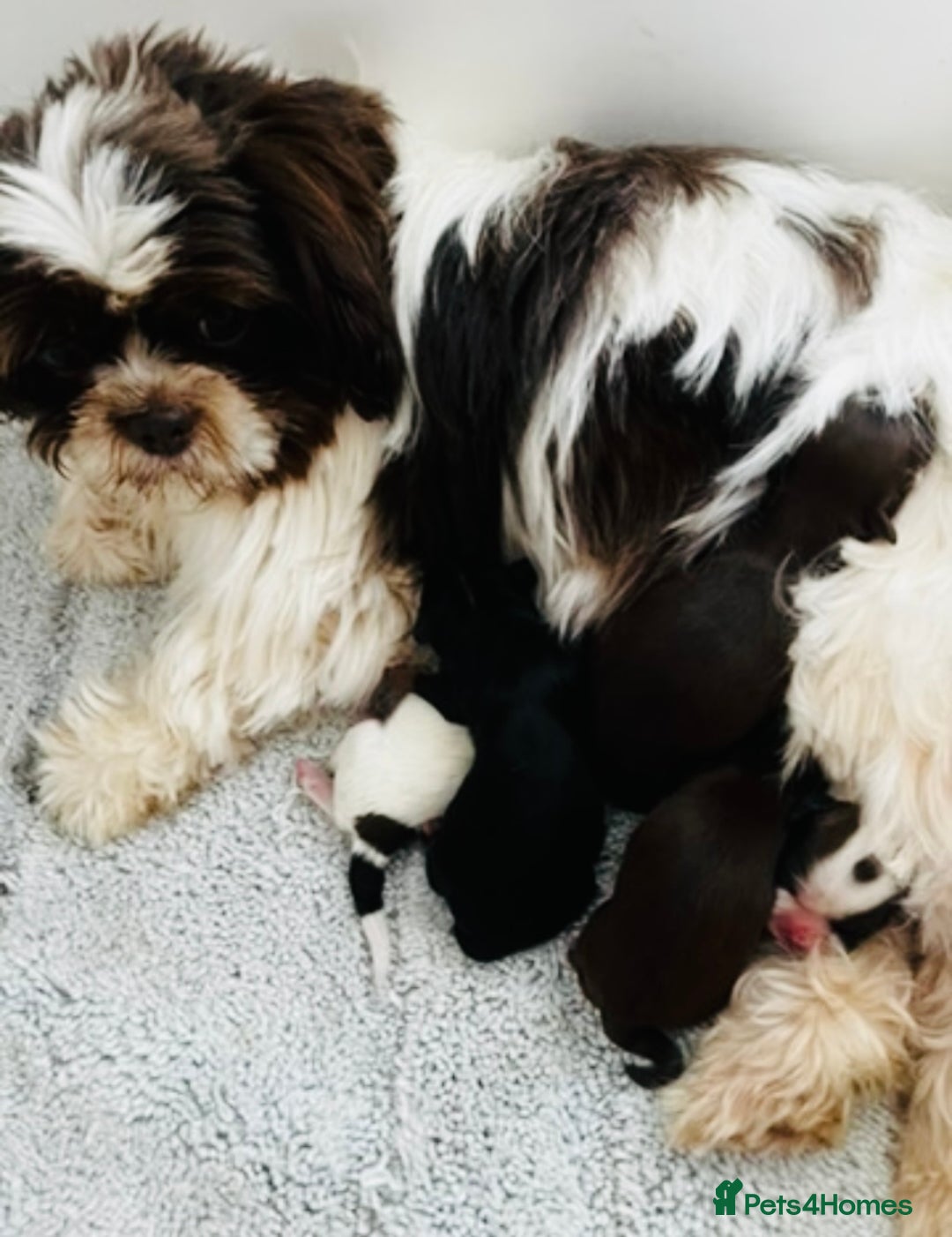Mixed Breed dogs for sale: 🌟BUNDLES OF JOY 🐶 SUPER CUTE MALSHIPOO PUPS - Image 25