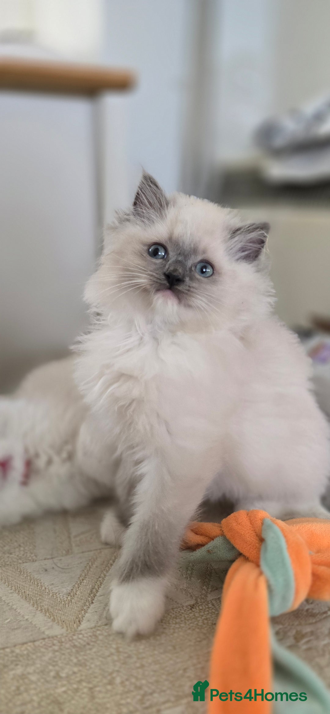 Ragdoll cats for sale: Stunning Ragdoll kittens .TICA registered  - Advert 8