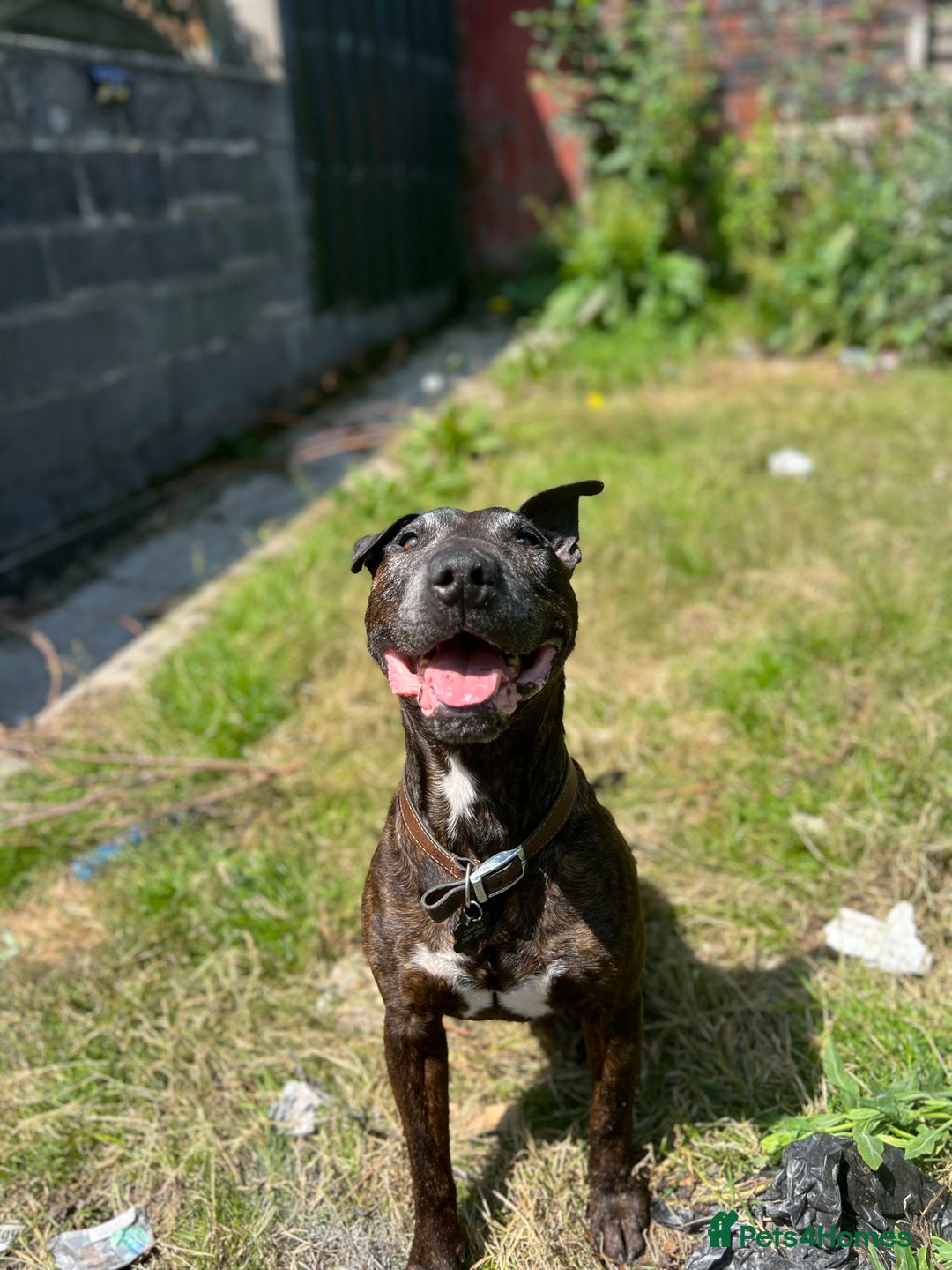 Mixed Breed dogs for sale: Home needed asap. Murphy ,8 year old - Image 11