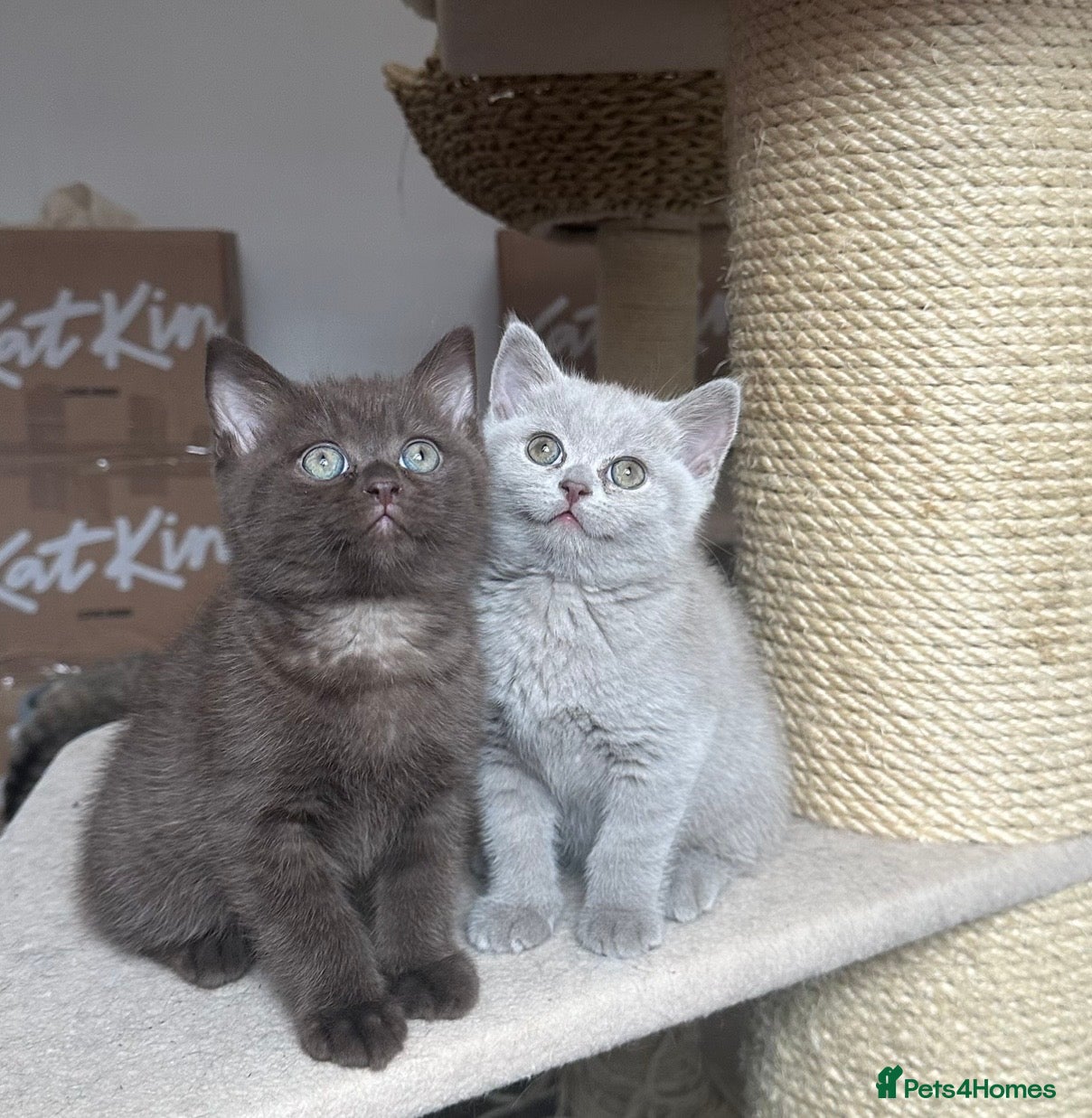 British Shorthair cats 💜Last Lilac Girl! TICA Registered British Short. - Advert 16