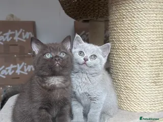 British Shorthair cats 💜Last Lilac Girl! TICA Registered British Short. - Advert 16