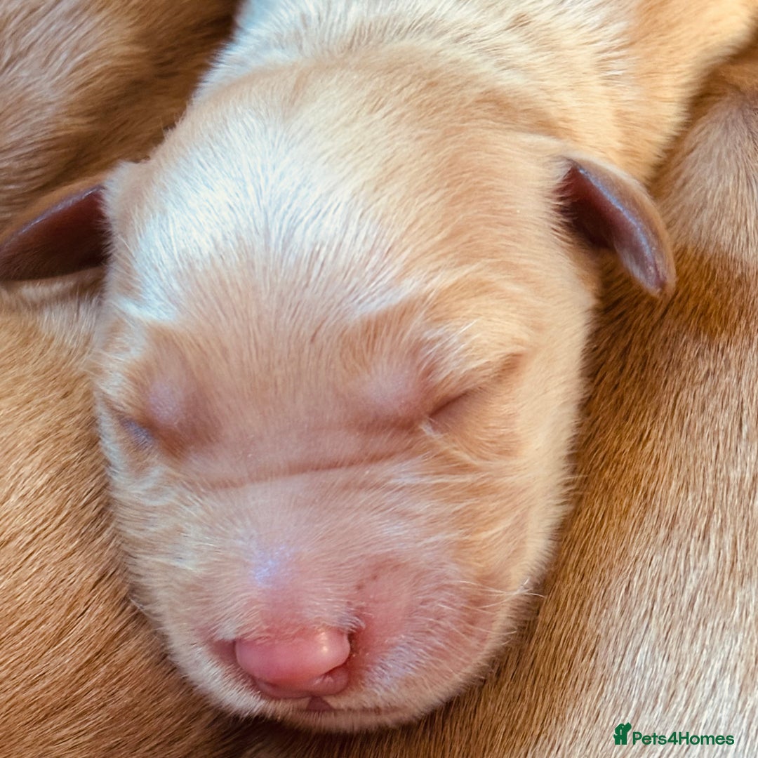 Golden Retriever dogs for sale: Deep Fox Red Golden Retriever Puppies  - Image 5