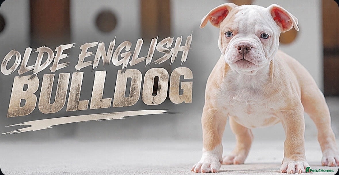 Old Tyme Bulldog dogs Trusted breeder of 24 years  - Advert 2