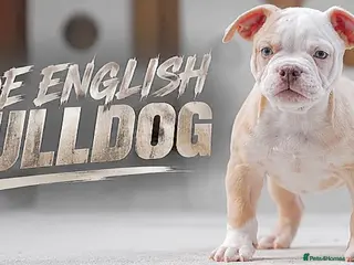 Old Tyme Bulldog dogs Trusted breeder of 24 years - Advert 2