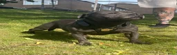 Staffordshire Bull Terrier dogs for sale: Staffordshire bull terrier  in Stoke-on-Trent - Advert 11