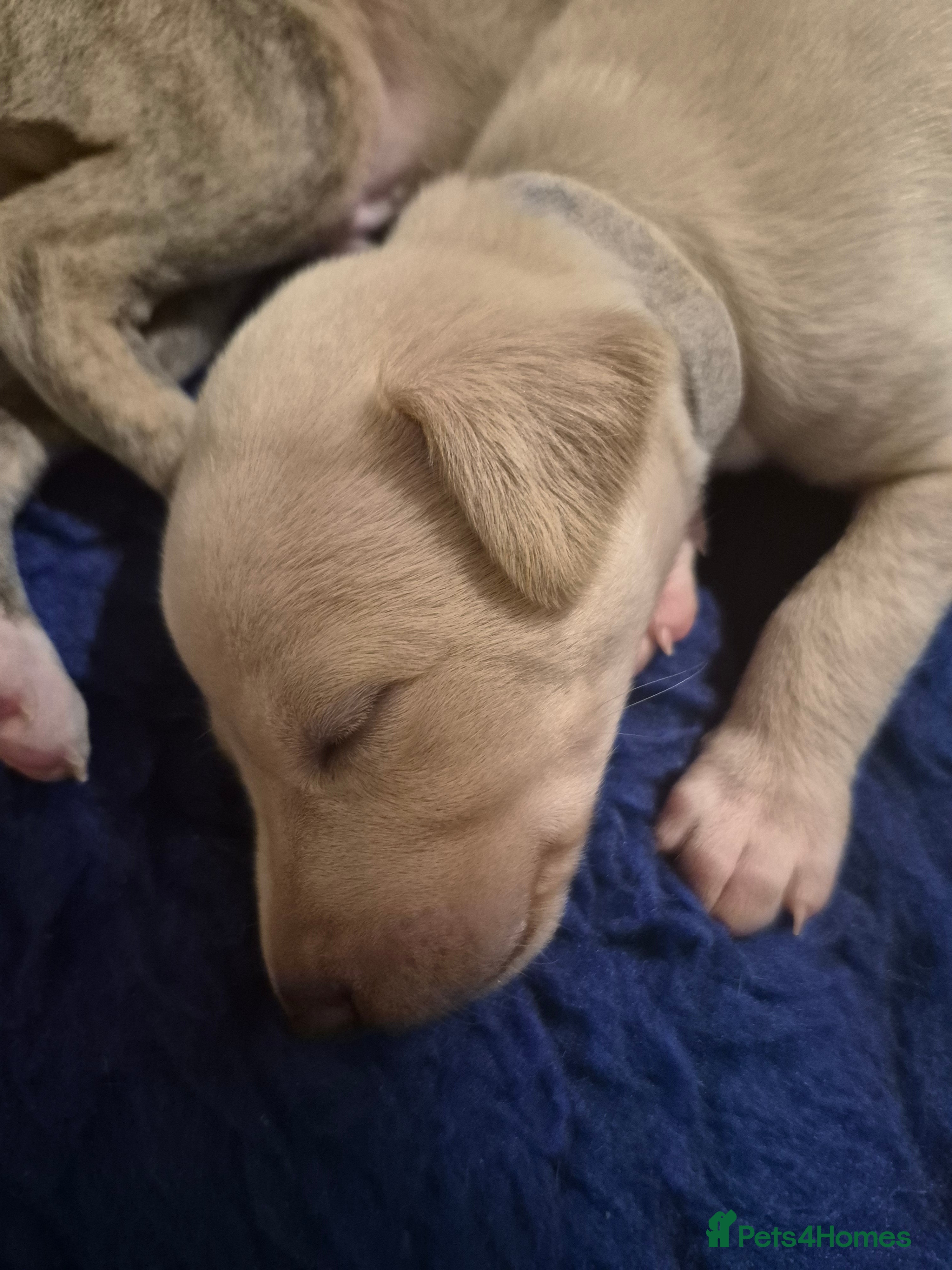 Whippet dogs KC Exceptional Whippet Puppies – Racing Line  - Advert 2