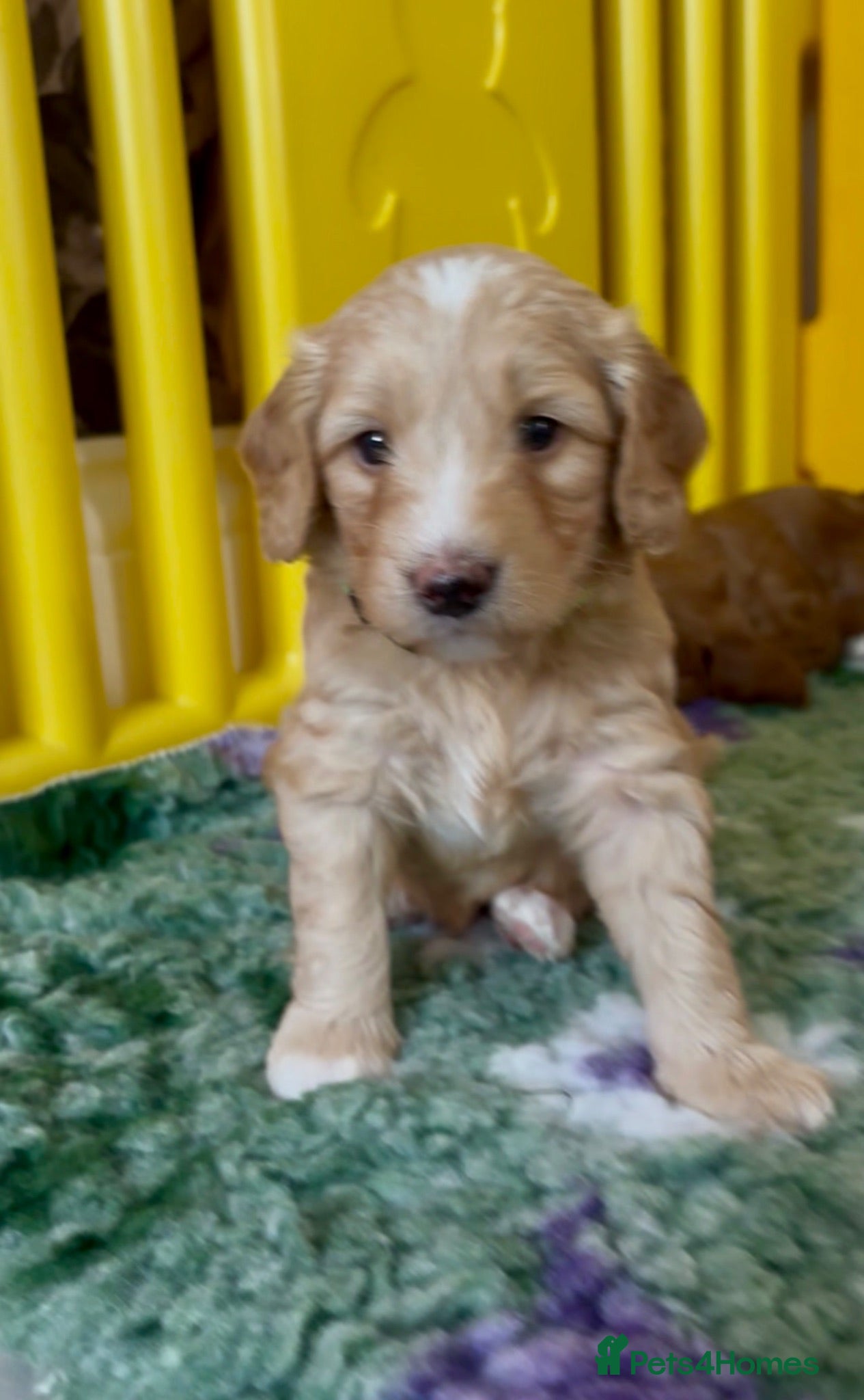 Australian Labradoodle dogs Fantastic breeding! Canadian & Australian lines - Advert 2