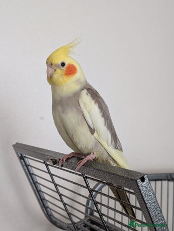 Cockatiels birds - Advert 10