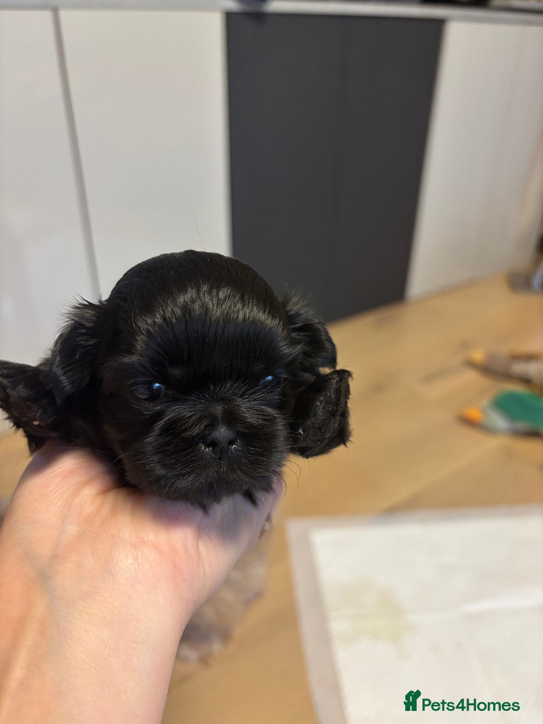 Shih Tzu dogs for sale: 💖 Imperial Shih Tzu Puppies 2 boys and 2 girls - Advert 27