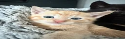 Domestic Shorthair cats for sale: Beautiful kittens - Advert 32