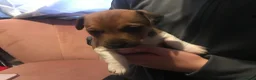 Jack Russell dogs for sale: Beautiful Jack Russel Puppies - Advert 10