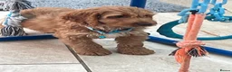 Cockapoo dogs for sale: F1 Cockapoo pups - Advert 7
