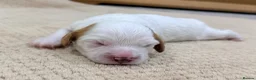 Mixed Breed dogs for sale: 3 Beautiful Cavapoochon Girls in Basildon - Advert 12