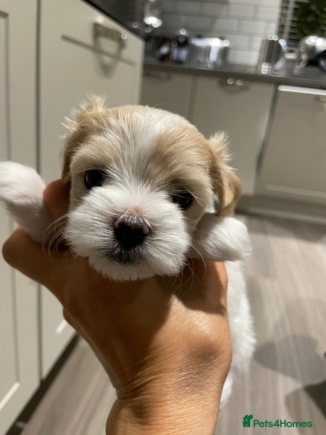 Maltipoo dogs for sale: Tiny F1B Korean maltipoos  - Image 4
