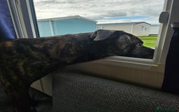 Mixed Breed dogs for sale: Clyde  - Image 6