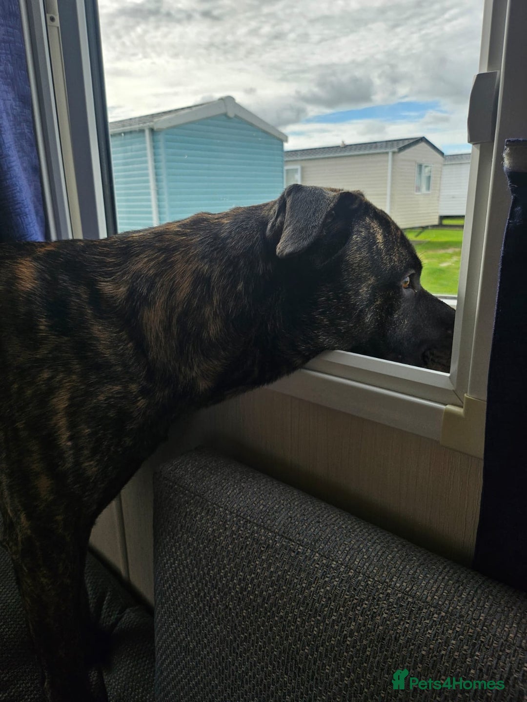 Mixed Breed dogs for sale: Clyde  - Image 6