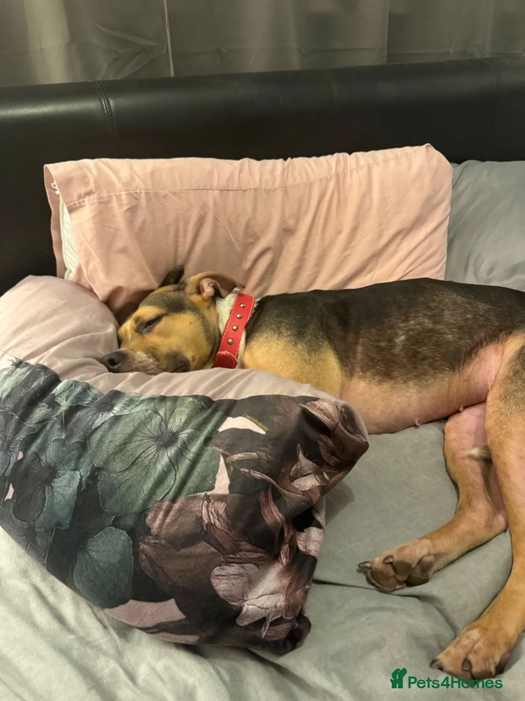 Mixed Breed dogs for sale: Staffordshire Bull Terrier cross in Lowestoft - Advert 2
