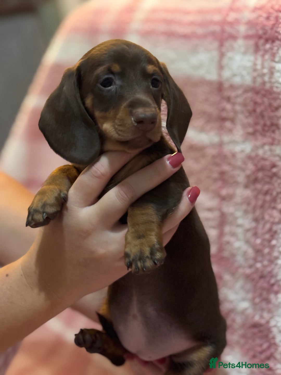 Miniature Dachshund dogs for sale: Kc registered miniature dachshunds - Advert 6