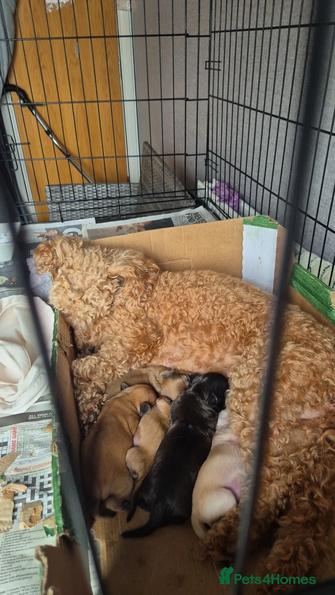 Chipoo dogs for sale: Beautiful healthy tiny chipoos - Advert 9