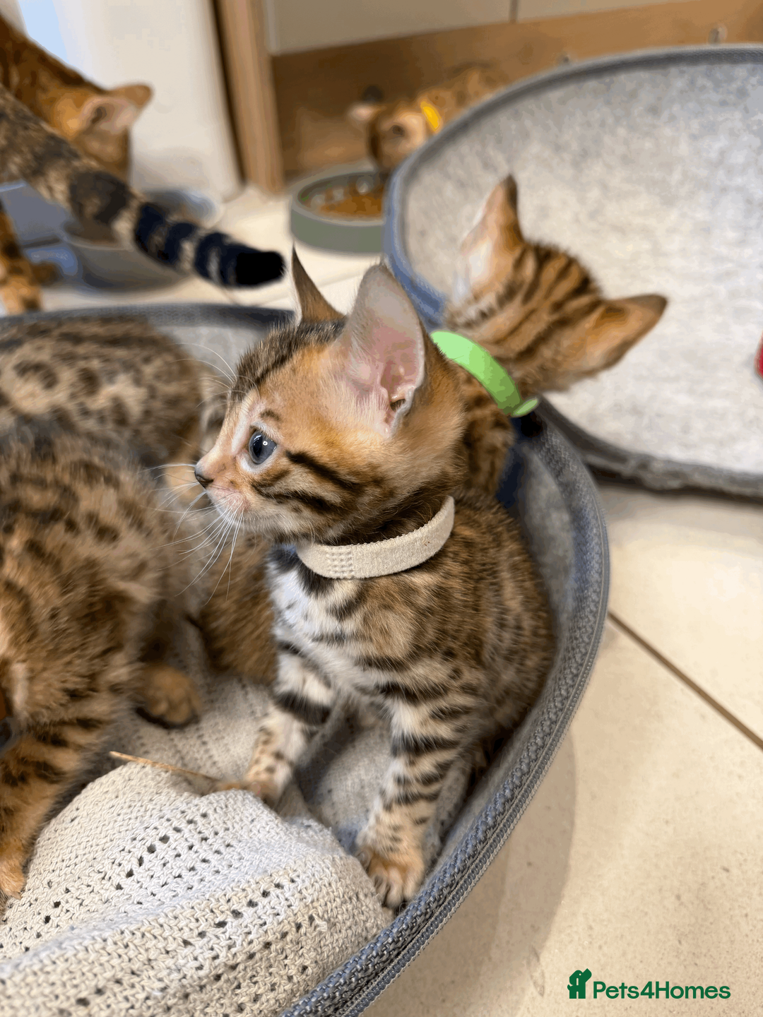 Bengal cats for sale: 🐾 Purebred Bengal Kittens for Sale 🐾 - Advert 9
