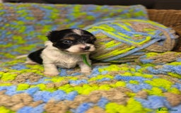 Biewer Terrier dogs for sale: Pure breed Biewer Terrier puppies 4 Generation  - Image 9