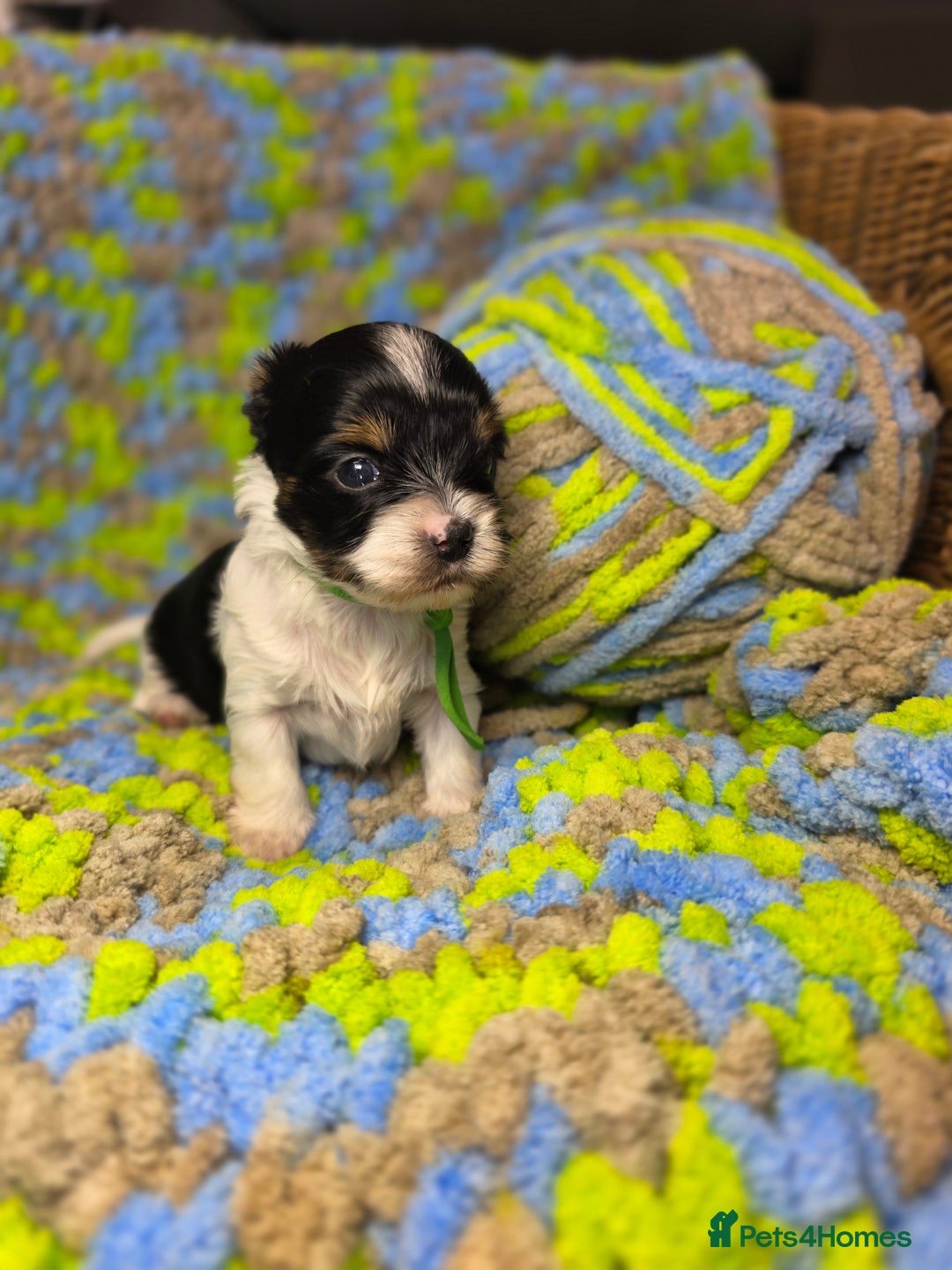 Biewer Terrier dogs for sale: Pure breed Biewer Terrier puppies 4 Generation  - Image 9