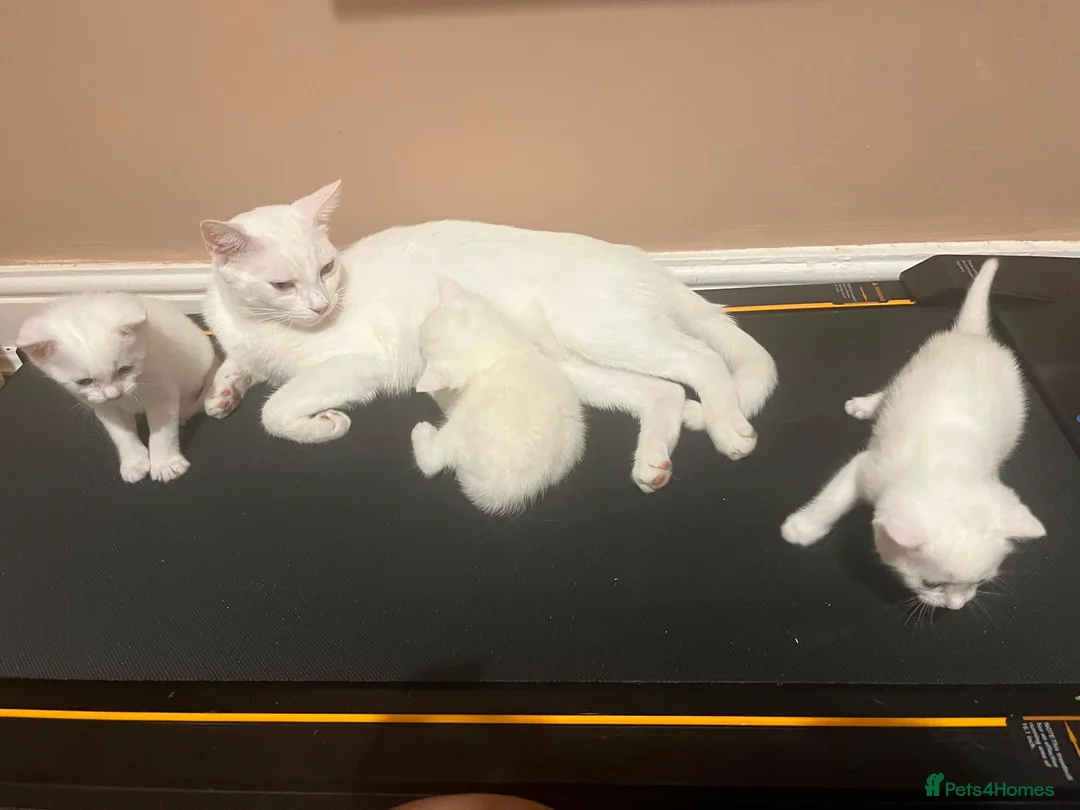 Mixed Breed cats for sale: Male kittens need new homes  - Advert 2