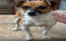 Mixed Breed dogs for adoption: Adorable little Tina needs a forever home  - Advert 3