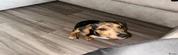 Dachshund dogs for sale: Male merle Dachshund 3 months old  - Advert 4