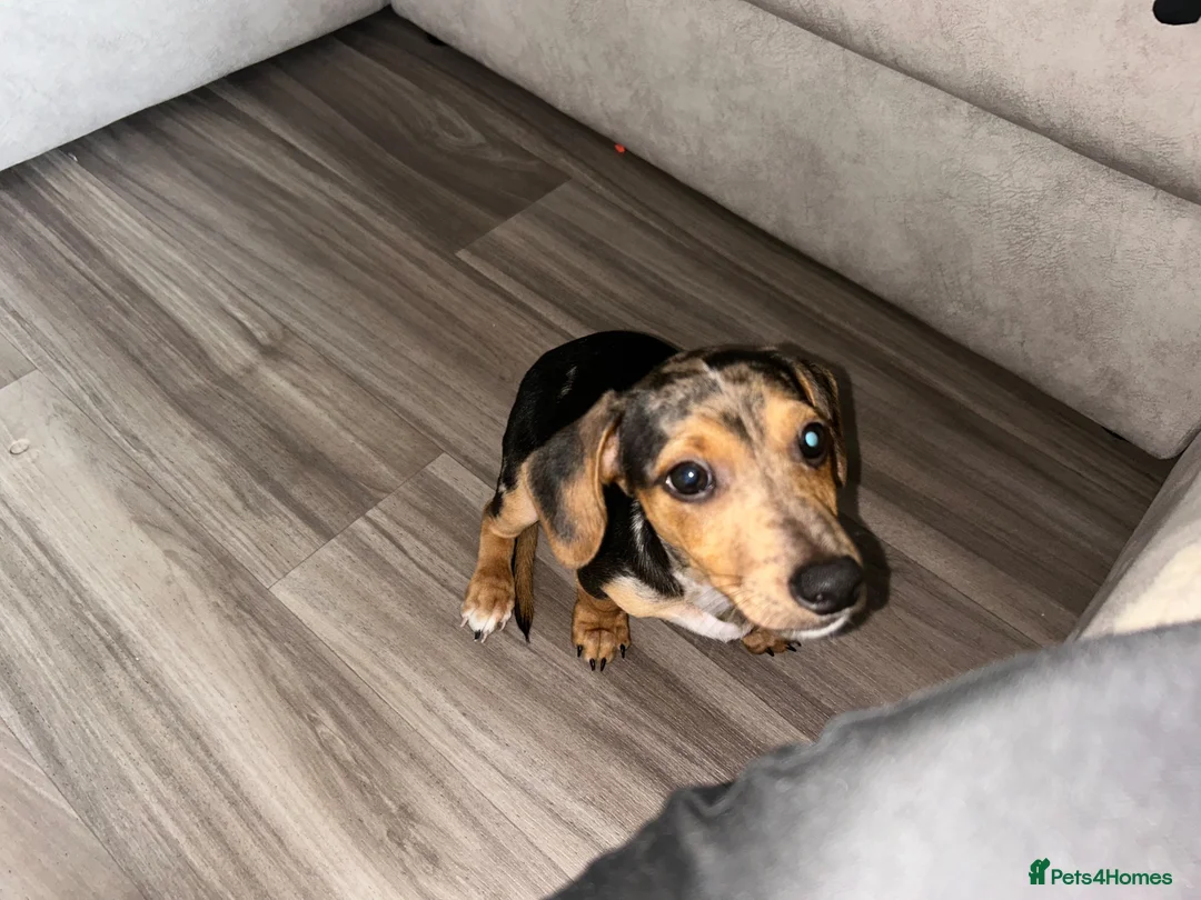 Dachshund dogs for sale: Male merle Dachshund 3 months old  - Advert 4