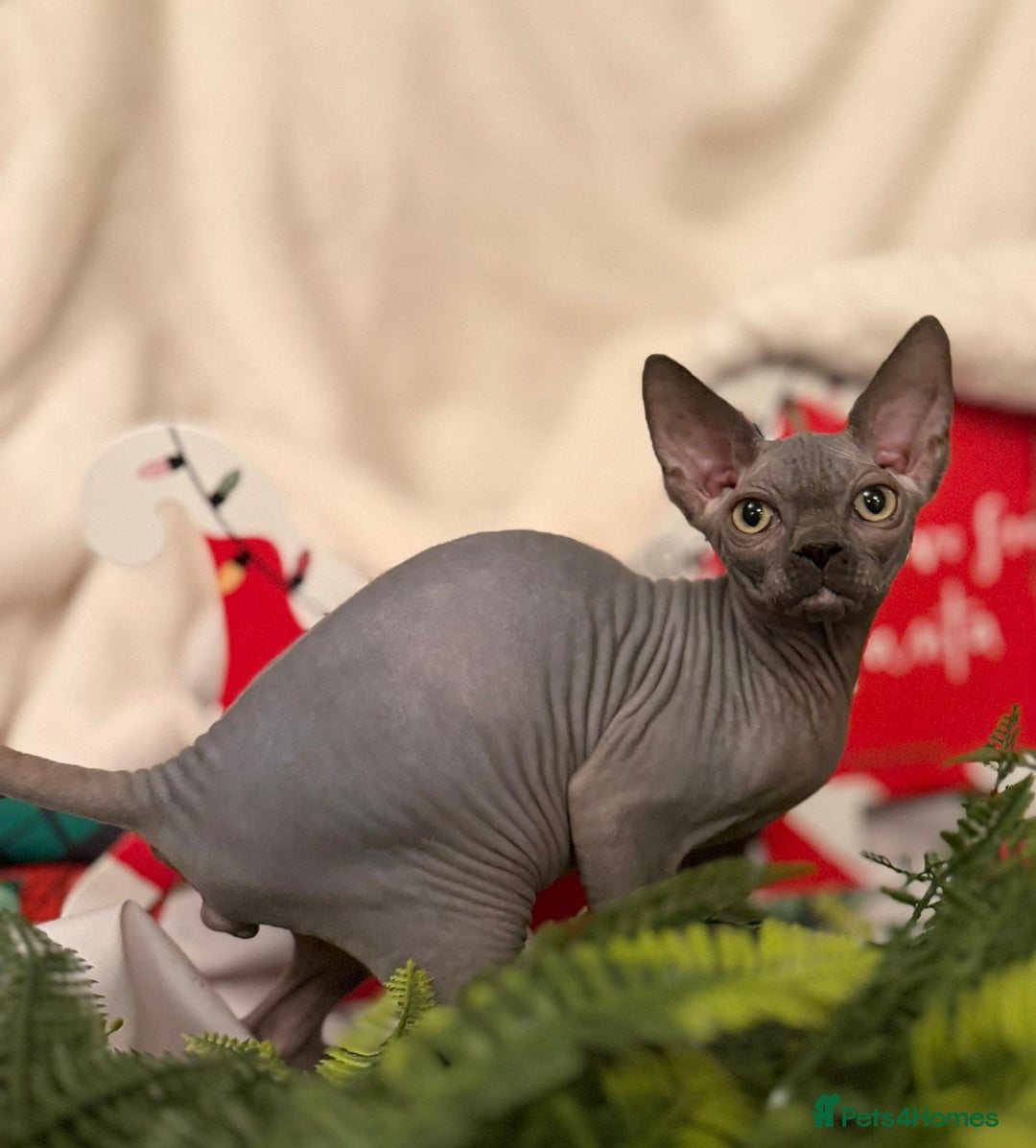 Sphynx cats for sale: EmaidacanadianSphinx - Advert 2