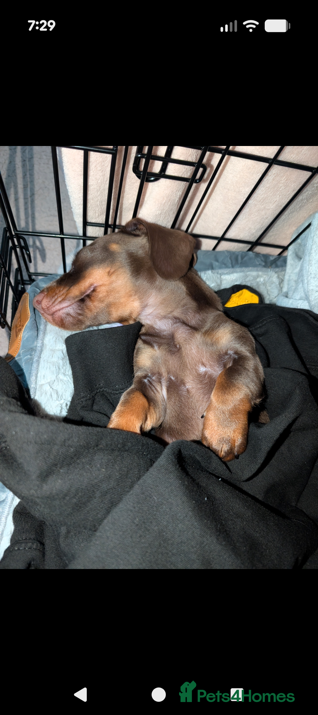 Dachshund dogs for sale: 9 weeks old minature dashund puppy - Advert 4