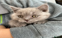 Mixed Breed cats for sale: British shorthair Lilac boy ready now - Image 6