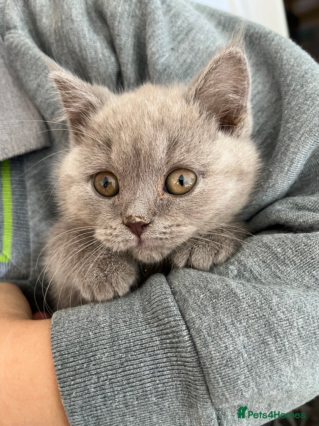 Mixed Breed cats for sale: British shorthair Lilac boy ready now - Image 6
