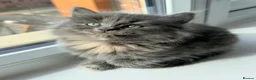 British Shorthair cats for sale: British Short Hair X British Long hair  - Advert 5