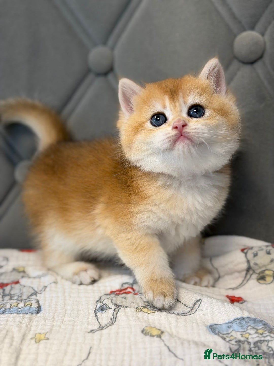 British Shorthair cats for sale: Champions lines Golden Chinchilla ny12 boys - Advert 14