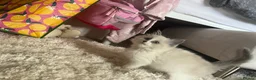 Ragdoll cats for sale: blue&lilac bi colour ragdolls   - Advert 29