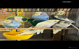 Budgerigars birds for sale: Budgie baby’s  - Advert 3