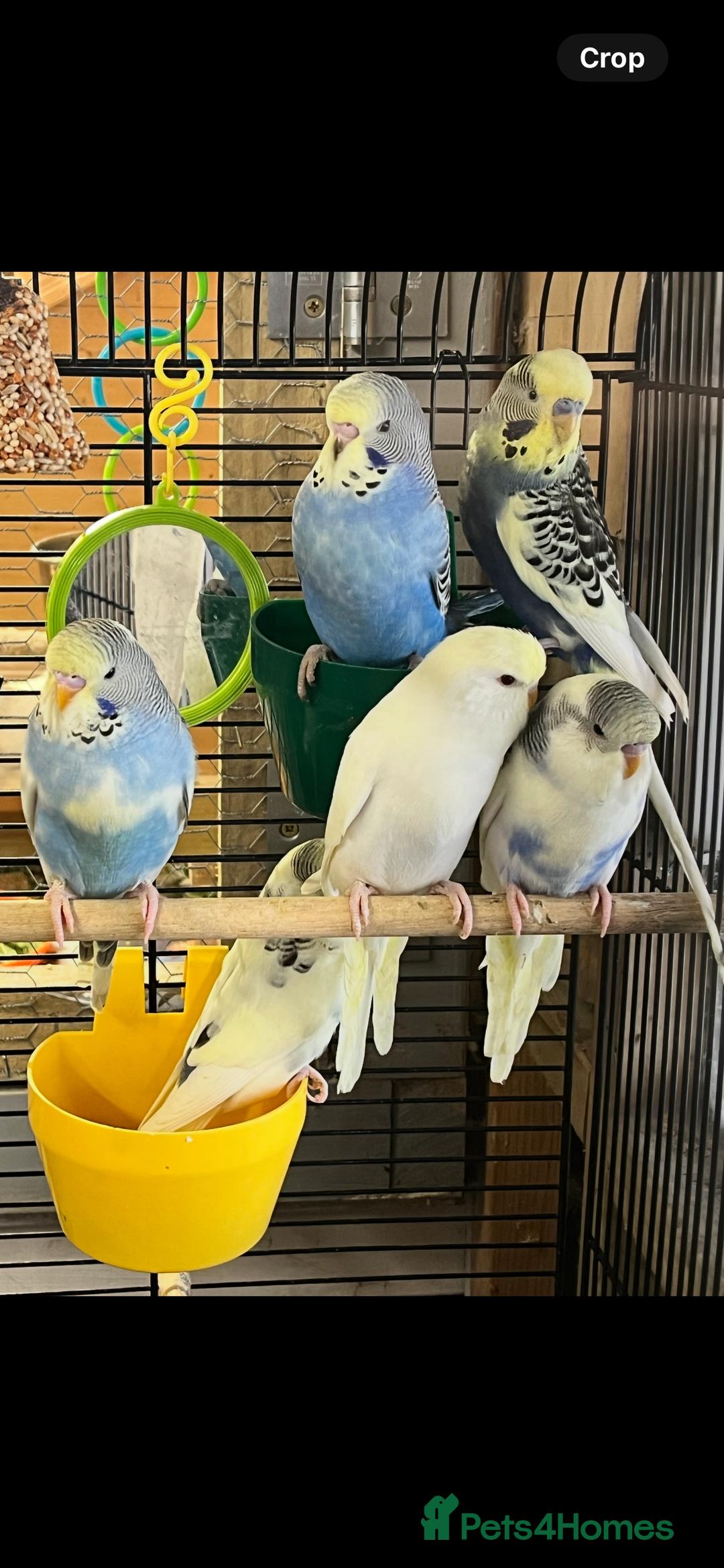 Budgerigars birds for sale: Budgie baby’s  - Advert 3