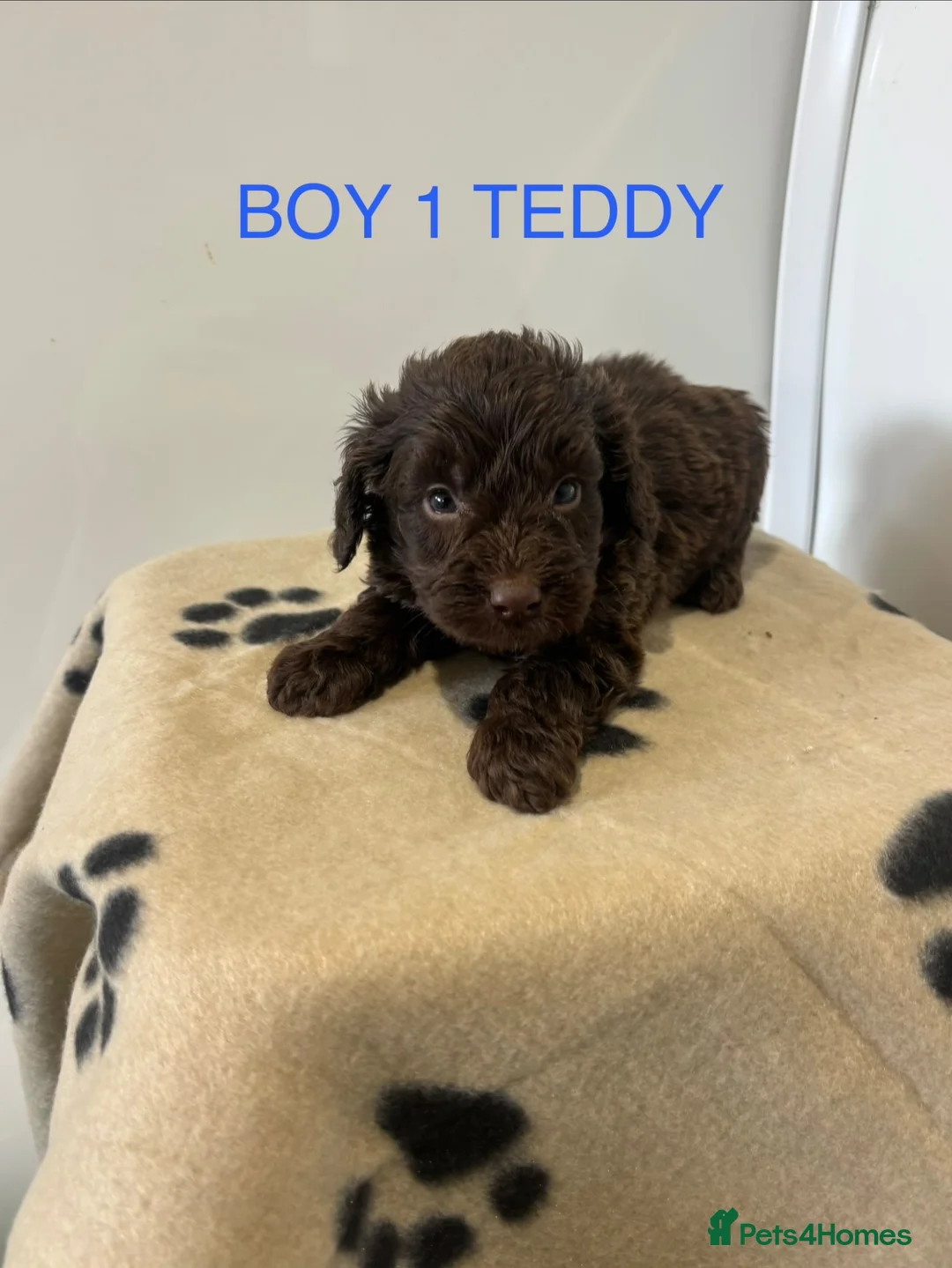 Cockapoo dogs for sale: CHOCOLATE F1 COCKAPOO  - Advert 2
