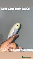 Budgerigars birds - Advert 3