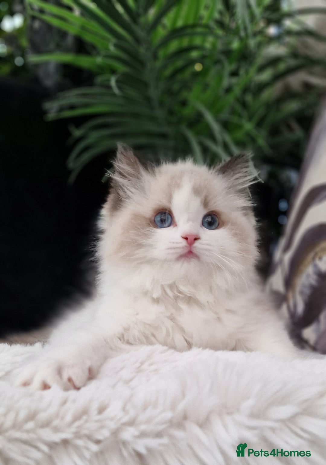 Ragdoll cats for sale: 🌸Stunning TICA🏆Kittens | Award winning cattery🌸 in Slough - Image 9